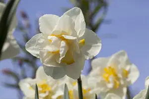 narcissus dubbel 'white lion' - afbeelding 3