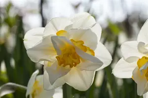 narcissus dubbel 'white lion' - afbeelding 4