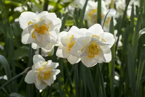 narcissus dubbel 'white lion' - afbeelding 5