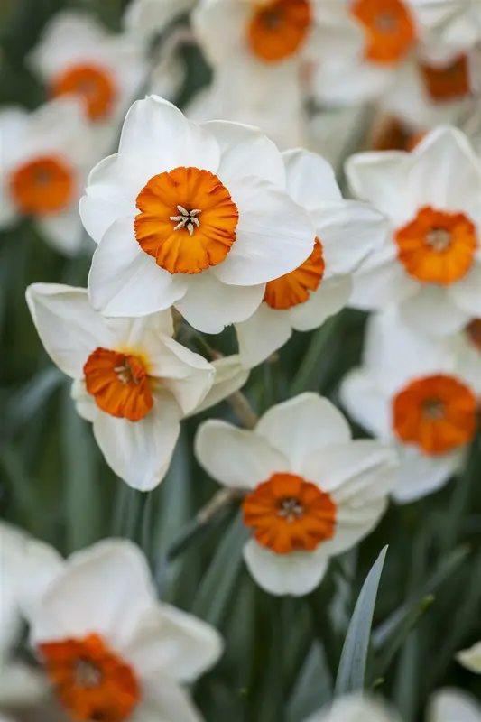 narcissus geranium