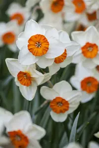 narcissus geranium