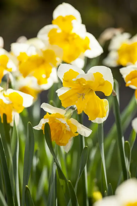 narcissus papillon 'orangery'