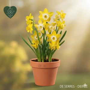 Narcissus jonquilla 'Pipit'