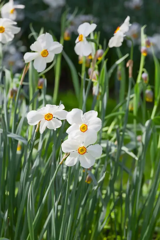 Narcissus poeticus 'Actaea' P9 - afbeelding 1