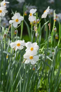 Narcissus poeticus 'Actaea' P9 - afbeelding 1