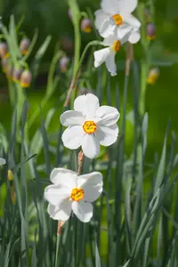 Narcissus poeticus 'Actaea' P9 - afbeelding 2