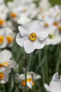 Narcissus poeticus 'Actaea' P9 - afbeelding 4
