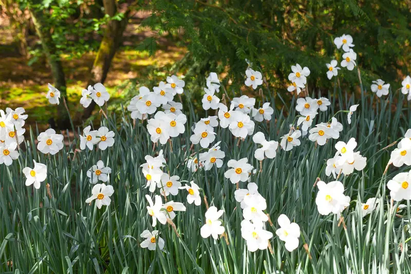 Narcissus poeticus 'Actaea' P9 - afbeelding 3