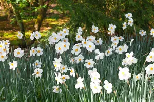 Narcissus poeticus 'Actaea' P9 - afbeelding 3