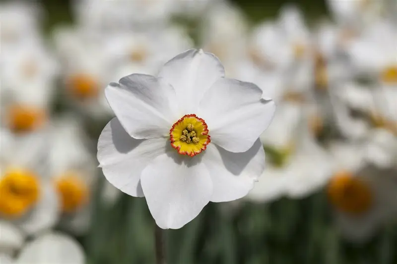 Narcissus poeticus 'Actaea' P9 - afbeelding 5