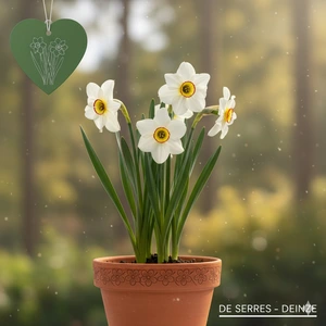 Narcissus poeticus 'Recurvus'