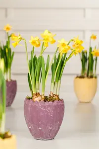 Narcissus pseudonarcissus subsp. lobularis P9 - afbeelding 1