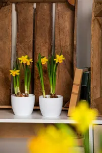 Narcissus pseudonarcissus subsp. lobularis P9 - afbeelding 3