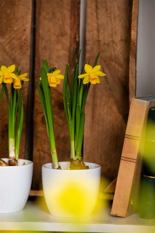 Narcissus pseudonarcissus subsp. lobularis P9 - afbeelding 4