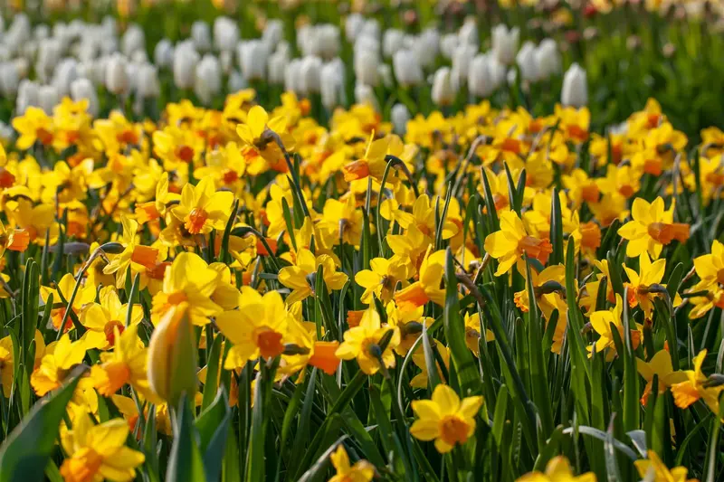 Narcissus pseudonarcissus subsp. lobularis P9 - afbeelding 5