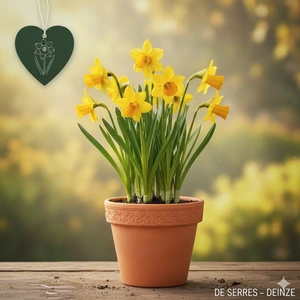 Narcissus pseudonarcissus subsp. obvallaris