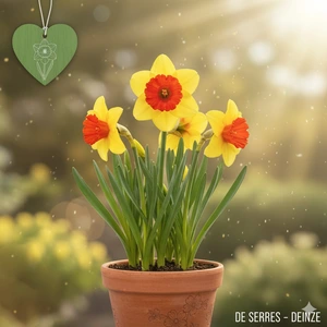 Narcissus 'Smiling Maestro'