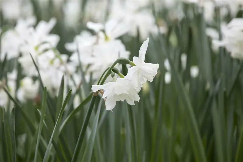Narcissus triand. 'Thalia' P9