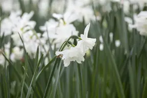 Narcissus triand. 'Thalia' P9