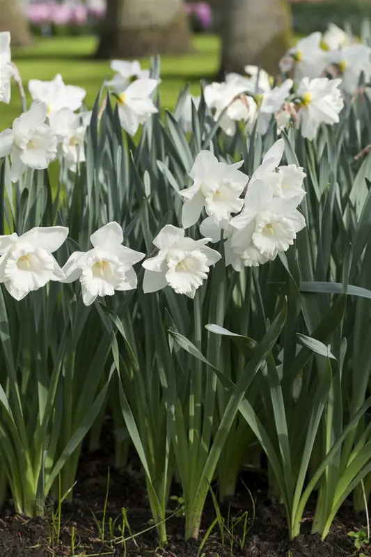 narcissus trompet 'mount hood' BLOEMBOL * 100 - afbeelding 2