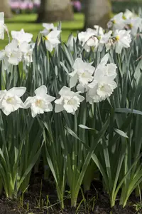 narcissus trompet 'mount hood' BLOEMBOL * 100 - afbeelding 2