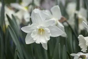 narcissus trompet 'mount hood' BLOEMBOL * 100 - afbeelding 2