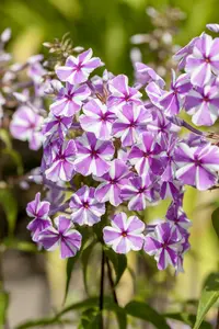 phlox (m) 'natascha' P9 - afbeelding 5