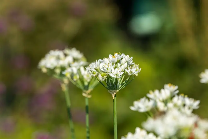 Allium neapolitanum P9 - afbeelding 1