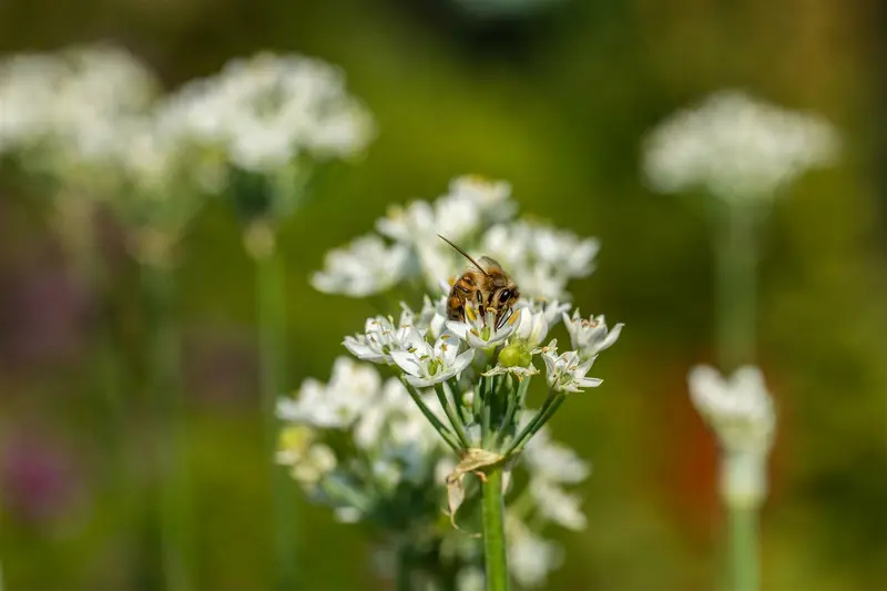 Allium neapolitanum P9 - afbeelding 3