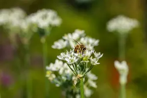 Allium neapolitanum P9 - afbeelding 3