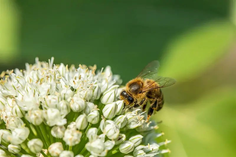 Allium neapolitanum P9 - afbeelding 4
