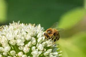 Allium neapolitanum P9 - afbeelding 4