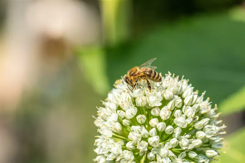 Allium neapolitanum P9 - afbeelding 5