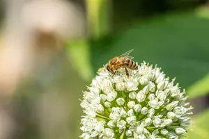 Allium neapolitanum P9 - afbeelding 5