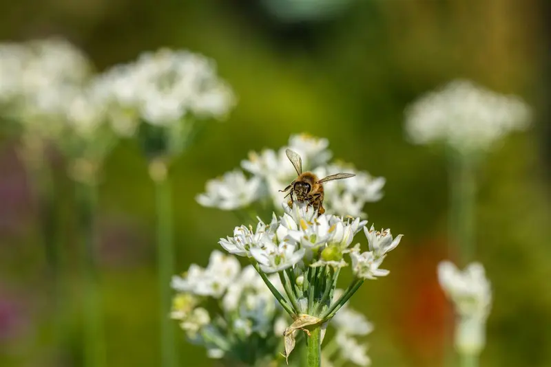 Allium neapolitanum P9 - afbeelding 2
