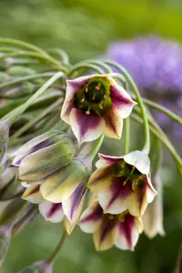 nectaroscordum bulgaricum ( allium siculum)