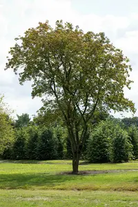 acer negundo 18/20 - afbeelding 5