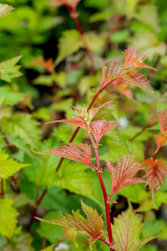 Neillia affinis 40- 60   C - afbeelding 3