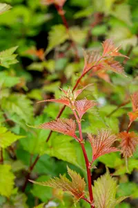 Neillia affinis 40- 60   C - afbeelding 3