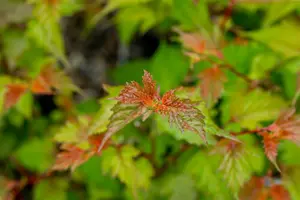 Neillia affinis 40- 60   C - afbeelding 1