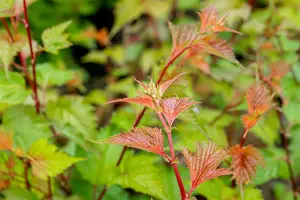 Neillia affinis 40- 60   C - afbeelding 2