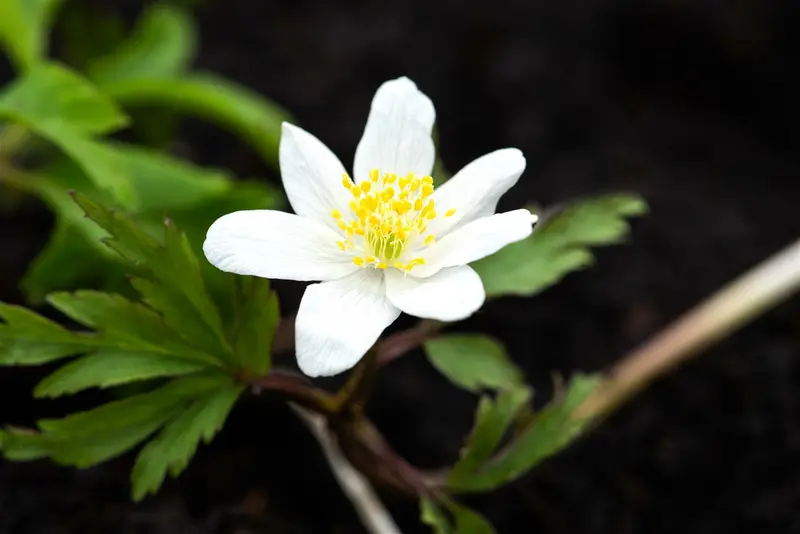 nemorosa - afbeelding 3