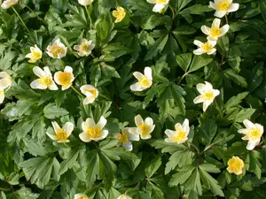 nemorosa - afbeelding 10