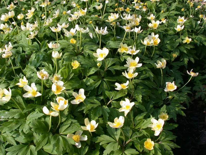 nemorosa - afbeelding 2