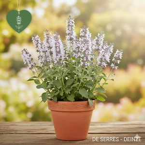 Nepeta cataria P9