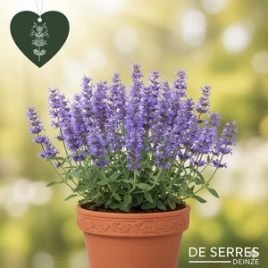 Nepeta x faassenii 'Dropmore' P9