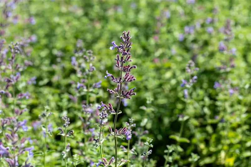Nepeta faas. 'Six Hills Giant' C3 - afbeelding 3