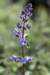 Nepeta faas. 'Walker's Low' C3 - afbeelding 1