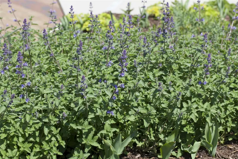 Nepeta faas. 'Walker's Low' C3 - afbeelding 2