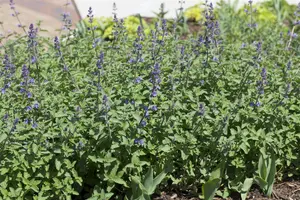 Nepeta faas. 'Walker's Low' C3 - afbeelding 2